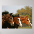 Search for three quarter posters Breed