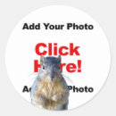 Search for funny squirrel stickers Animal lover