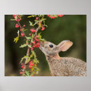 Search for cottontail art Hare