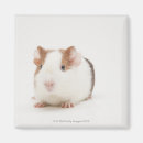 Search for studios magnets Cute