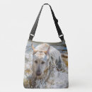 Search for labrador photography Dog