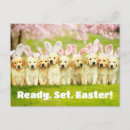 Search for easter rabbit postcards Bunnies