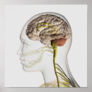 Search for human anatomy posters Neuroscience