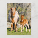 Search for shetland ponies postcards Animal