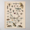 Search for bee illustration posters Bees