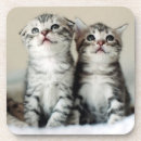 Search for kittens barware Pets