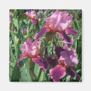 Search for irises magnets Floral