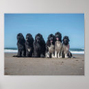 Search for newfoundland dog posters Dogs