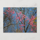 Search for spring bloom postcards Pink