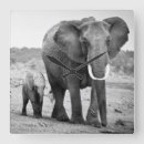 Search for black and white elephant art Portrait