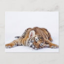 Search for cute baby animals postcards Sleeping