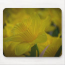 Search for daffodil mousepads Yellow