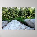 Search for wald Forest