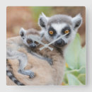 Search for ring tailed lemur art Wild animals