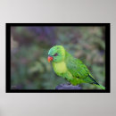 Search for lorikeet parrot art Nature