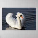 Search for swan image posters Floating