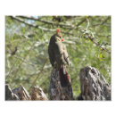 Search for female cardinal art Nature