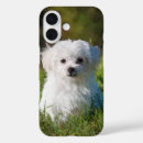 Search for maltese dog iphone cases Puppy