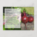 Search for beets postcards Food