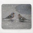 Search for feed mousepads Birds