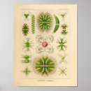 Search for algae posters Ocean