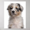 Search for merle posters Animal