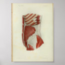 Search for torso Anatomy