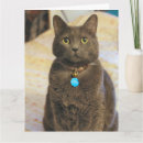 Search for russian blue cat postcards Feline
