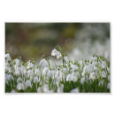 Search for snowdrop art Floral