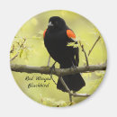 Search for blackbirds magnets Green