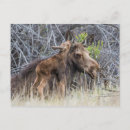 Search for cute moose postcards Animals