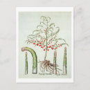 Search for fruit postcards Trees