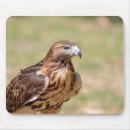 Search for tail feather electronics Nature