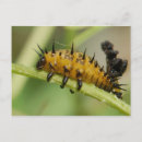 Search for larvae Wildlife