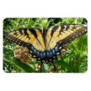 Search for swallowtail magnets Insect
