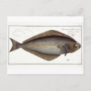 Search for halibut 1743 1805