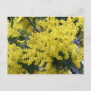 Search for plant trees postcards Garden