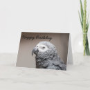 Search for african grey parrot cards Congo