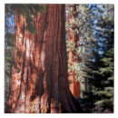 Search for national park tiles Photograph