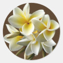 Search for hawaiian plumeria stickers Tropical flowers