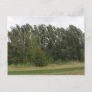 Search for leaning tree Landscape