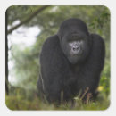 Search for silverback gorilla stickers Ape