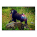 Search for mandrills cards Primate