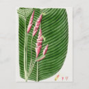 Search for sweet pea flowers postcards Botanical