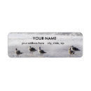 Search for gulls return address labels Ocean