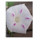 Search for morning glory notebooks Green