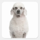 Search for white poodle stickers Looking at camera