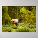 Search for bull elk posters Antlers