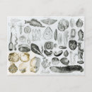 Search for molluscs postcards Seafood