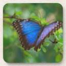 Search for butterfly coasters Morpho